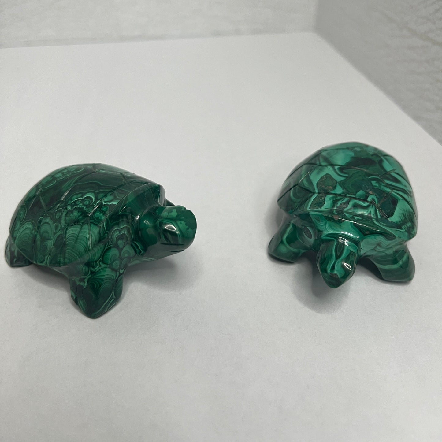 Malachite Turtle